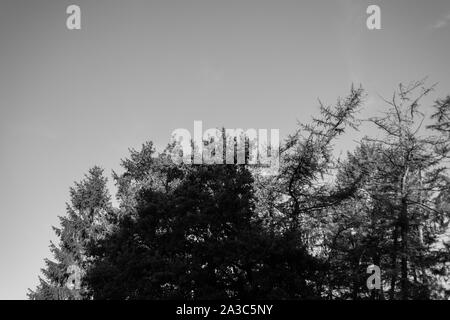 Schwarz-weiß Aufnahmen von einem schönen alten Wald in Deutschland Stockfoto