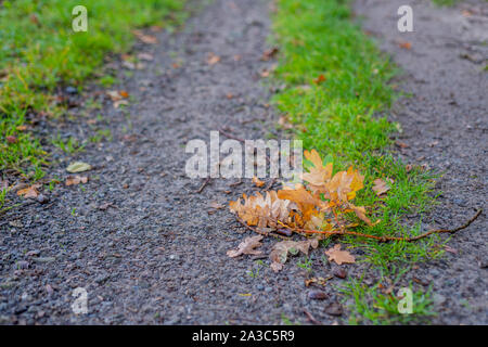 Ein kleiner Ast einer Eiche liegt auf einem fernen Lane in herbstlichen Farben Stockfoto