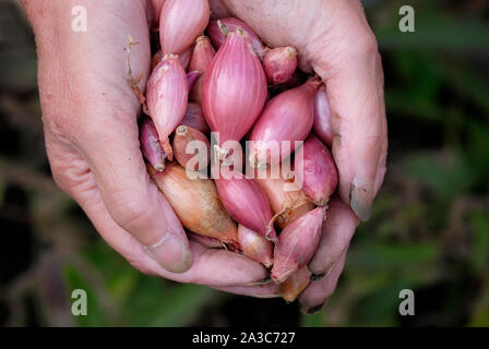 Weibliche Gärtner holding Zwiebeln in die hohlen Hände, Norfolk, England Stockfoto