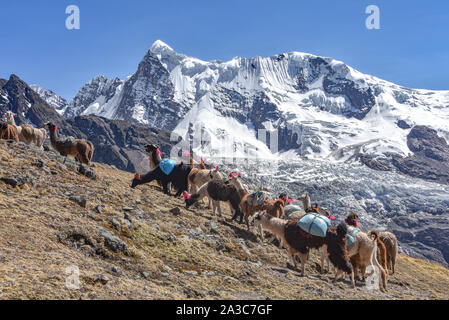 Llama Pack in der Cordillera Vilcanota, Ausangate, Cusco, Peru Stockfoto