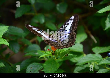 Der Schmetterling auf einem Blatt Stockfoto