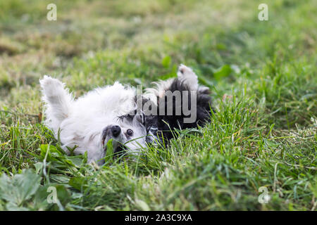 Hund rolling Um in Gras, sich Kratzen oder Rollen in Verwirrung Stockfoto