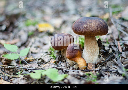Frische Steinpilze. Wald Pilze sammeln. Close Up. Stockfoto