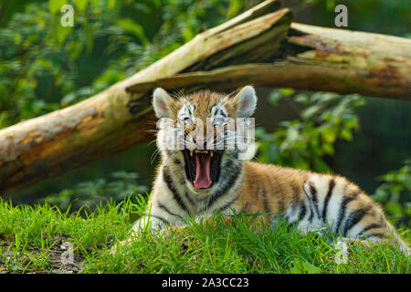 Amur/Sibirische Tiger Cub (Panthera tigris Altaica) liegen unter einem gefallenen Baum mit offenem Mund gähnend Stockfoto