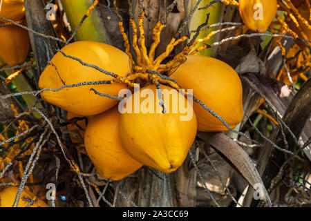 Reife Kokosnüsse auf eine Kokospalme (Cocos nucifera), Palmen, Bali, Indonesien, Südostasien, Asien Stockfoto