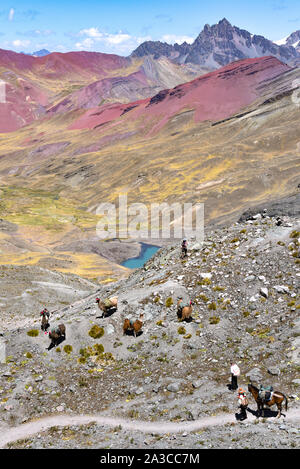 Lamas auf einem Berghang in der Nähe von Berg Ausangate. Cordillera Vilcanota, Cusco, Peru Stockfoto