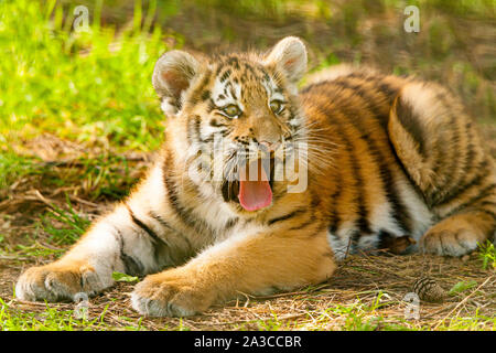 Amur/Sibirische Tiger Cub (Panthera tigris Altaica) liegend mit offenem Mund gähnend Stockfoto