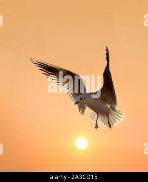Möwe über das Meer und die untergehende Sonne Stockfoto