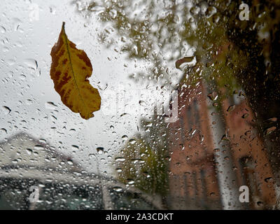 Ein gelbes Blatt von einem Baum liegt auf der Windschutzscheibe eines Autos mit Regentropfen fallen. Stockfoto