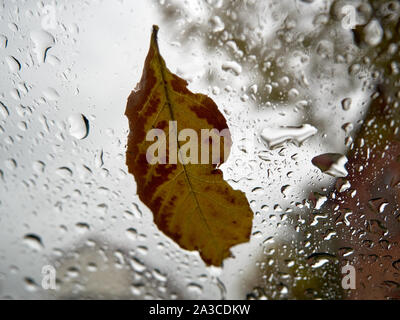 Ein gelbes Blatt von einem Baum liegt auf der Windschutzscheibe eines Autos mit Regentropfen fallen. Stockfoto