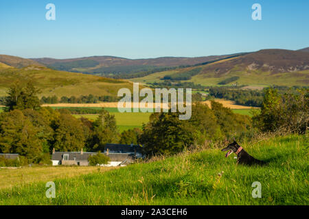 Hund ruht auf einem grasbewachsenen Hügel mit Blick auf die wunderschöne Natur in Schottland Stockfoto