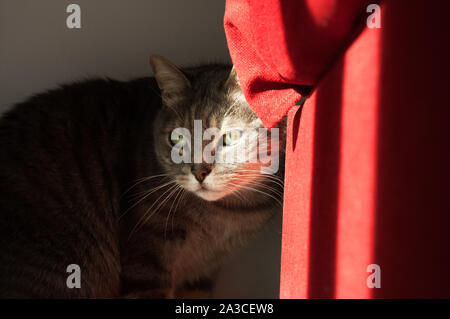 Schöne scheue Katze versteckt sich hinter einem roten Sofa. Einen Lichtstrahl auf seine grünen Augen Stockfoto