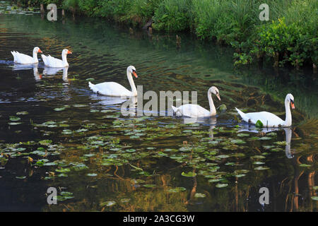 Drei Schwäne und zwei Gänse schwimmen in den Wassergraben rund um das Château de Beloeil, Residenz der Prince de Ligne, in Beloeil (Hennegau), Belgien Stockfoto
