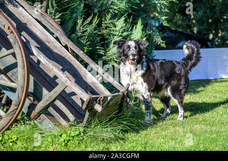 Pround Border Collie Mischling schwarz-weißen Fell closeup Bokeh beim Stehen stolz. Stockfoto