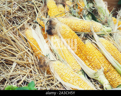 Mais im Stroh. Frisch Mais im Stroh auf rustikalen Holzmöbeln Hintergrund geerntet. Stockfoto