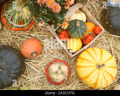 Herbst Zusammensetzung mit Kürbissen, Stroh und Ahornblätter. Stockfoto