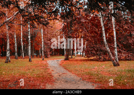 Schwarzwald. Orange Abend Sonne scheint durch den Goldenen Nebel Wald Wald. Magische Herbst Forrest. Buntes Herbstlaub. Romantische Hintergrund. Sun Stockfoto