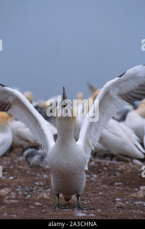 Schönen nördlichen Gannett auf die Insel Bonaventure in Quebec, Kanada Stockfoto