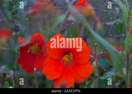 Selektiver Fokus auf nasturtiums im Herbst Garten. Close Up. Stockfoto