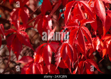 Rote Blätter der mädchenhafte (Wild) Traubenmost oder parthenocissus gegen defokussiertem Hintergrund. Herbst Hintergrund. Selektiver Fokus Stockfoto