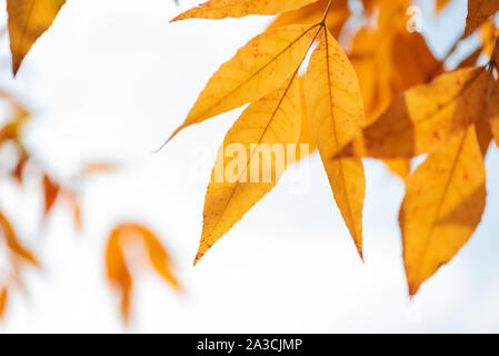 Orange esche Blätter auf dem Boden gegen Himmel und Wolken. Herbst Herbst Hintergrund. Buntes Laub. Stockfoto