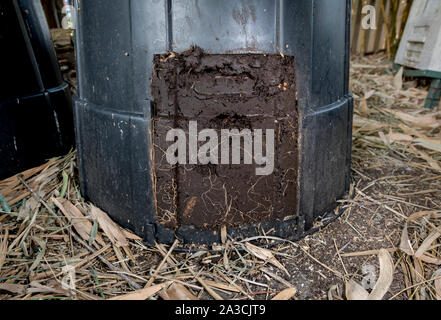 Die wurmkompostierung bin (komposteimer mit Würmern) öffnen Vermicompost, Kompost zu zeigen, und Wurm Castings bereit für die Verwendung auf Garten Stockfoto