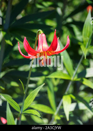 Kanada Lily im Sommergarten, Lilium canadense, Brandywine Valley, New Castle County, Ohio, Juni 2016. Stockfoto