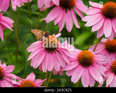 Silver-spotted Skipper Schmetterling, Epargyreus Clarus, Hesperiidae Feeds auf Sonnenhut Echinacea, Rockefeller State Park flower garden Stockfoto