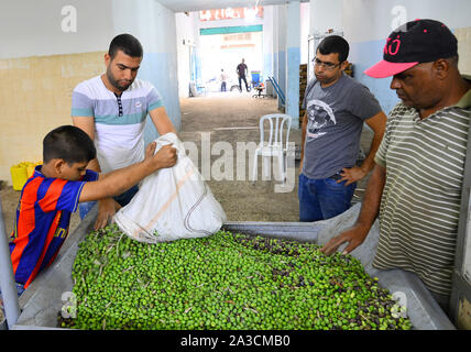 (191007) - GAZA, Oktober 7, 2019 (Xinhua) - Leute die Oliven in einer Bearbeitungsmaschine in einer Ölmühle in Gaza Stadt, am 7. Oktober, 2019. Den Landwirten geernteten Oliven und Olivenöl Fabrik Öl zu lösen. (Foto von Rizek Abdeljawad/Xinhua) Stockfoto