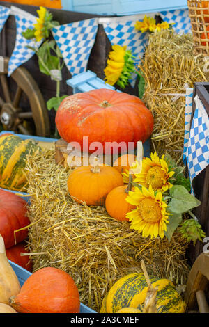 Leuchtend orange Kürbisse auf einem Heuhaufen mit Sonnenblumen, Halloween Dekoration. Schönes ruhiges Leben mit Danksagung Kürbisse, vertikal Stockfoto