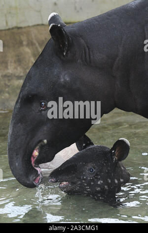 Singapur. 7 Okt, 2019. Eine junge malayan Tapir spielt in Wasser mit seiner Mutter in das Haus des Singapur Night Safari am 7. Oktober, 2019. Credit: Dann Chih Wey/Xinhua/Alamy leben Nachrichten Stockfoto