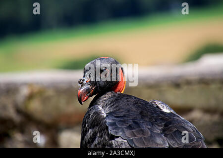 König Geier, Porträt, schön oder hässlich Stockfoto