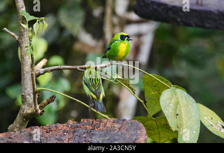 Grün-gold Tanager (Tangara), schrankii Copalinga, Podocarpus-nationalpark, Zamora, Ecuador Stockfoto