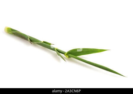Riesige Zuckerrohr Zweig auf weißem Hintergrund Stockfoto