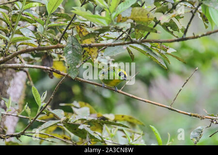 Grün-gold Tanager (Tangara), schrankii Copalinga, Podocarpus-nationalpark, Zamora, Ecuador Stockfoto
