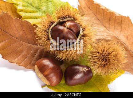 Frische Kastanien mit Muscheln isoliert auf weißem Stockfoto