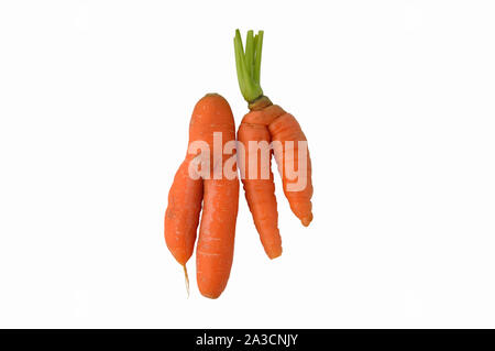 Verformte Karotten isoliert auf weißem Stockfoto