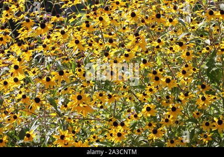 Wiese von Black Eyed gelbe Sonnenhut Blumen in der Nachmittagssonne, Echinacea. Stockfoto