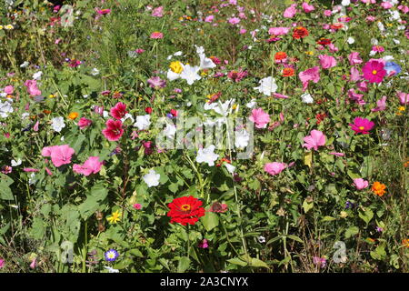 Bunte Wildblumenwiese mit Einjährigem Malven, Zinnien und Kosmeen im Sommer. Kopierraum, keine Menschen. Bienenfreundlicher ökologischer Garten. Stockfoto