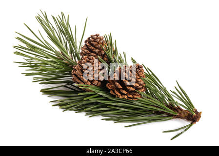 Mugo pine Zweig mit Kegel isoliert auf weißem Stockfoto