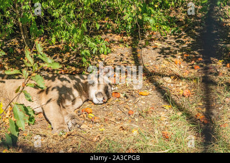 Nach Löwin im Zoo schlafen in den Schatten der Bäume Stockfoto