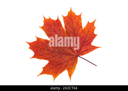 Herbst Ahorn Blatt auf weißem Hintergrund. Herbarium, orange, rote Blätter im Herbst. Ansicht von oben. Hochauflösendes Foto. Makro Bild des Herbarium, botan Stockfoto