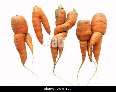 Eine seltsame Form Karotten isoliert auf weißem Stockfoto