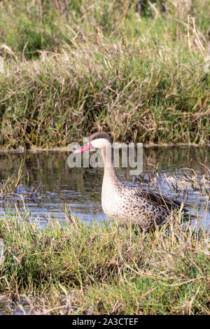 Rotschnabel (Anas erythrorhyncha), Rietvlei Wetland Reserve, Table Bay Nature Reserve, Kapstadt, Südafrika Stockfoto