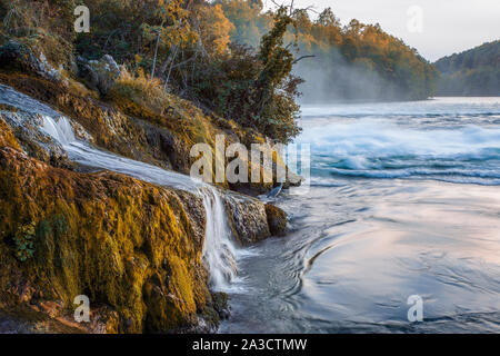 Graureiher am Rhein, Rheinfall Stockfoto