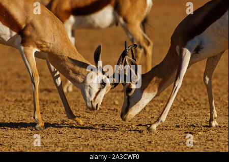 Die springboks Kämpfe an Kgalagadi Transfontier Park, Südafrika Stockfoto