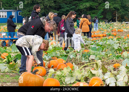 Familien auf der Suche nach dem perfekten Kürbis für Halloween bei Krause Berry Farm & Estate Winery in Langley, B.C., Kanada. Stockfoto