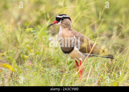 Gekrönt Kiebitz (Vanellus coronatus) im grünen Gras der Savanne im Krüger Nationalpark, Südafrika Stockfoto