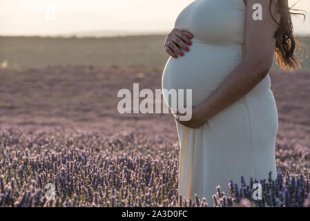Schwangeren Bauch in Lavendel Felder Stockfoto