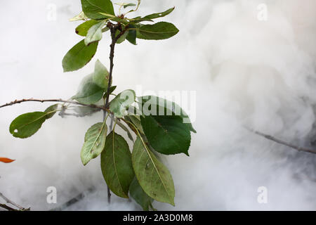 Rauchen grüne Pflanze Stockfoto